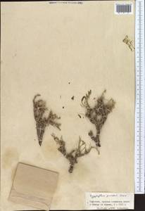 Zygophyllum pinnatum Cham. & Schltdl., Middle Asia, Northern & Central Tian Shan (M4) (Kyrgyzstan)