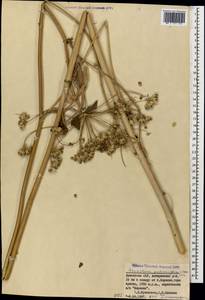 Heracleum pastinacifolium K.Koch, Caucasus, Armenia (K5) (Armenia)