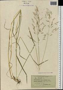 Poa trivialis L., Eastern Europe, West Ukrainian region (E13) (Ukraine)