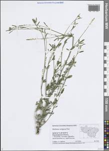 Melilotus wolgicus Poir., Eastern Europe, Central region (E4) (Russia)