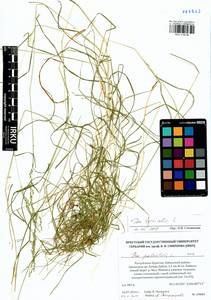 Poa trivialis L., Siberia, Baikal & Transbaikal region (S4) (Russia)