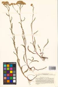 Achillea collina (Wirtg.) Becker ex Rchb., Eastern Europe, North Ukrainian region (E11) (Ukraine)