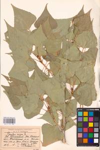 Populus nigra L., Middle Asia, Caspian Ustyurt & Northern Aralia (M8) (Kazakhstan)