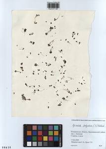 Spirodela polyrhiza (L.) Schleid., Siberia, Altai & Sayany Mountains (S2) (Russia)