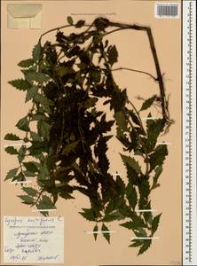 Lycopus europaeus L., Caucasus, Georgia (K4) (Georgia)