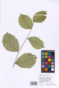 Ulmus glabra Huds., Eastern Europe, Middle Volga region (E8) (Russia)