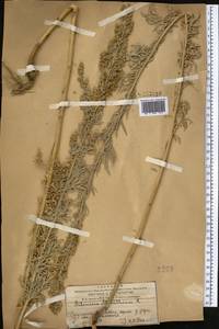 Artemisia absinthium L., Middle Asia, Western Tian Shan & Karatau (M3) (Kazakhstan)