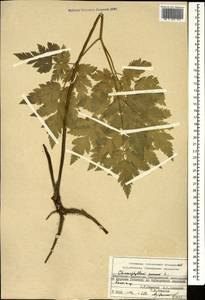 Chaerophyllum aureum L., Caucasus, Stavropol Krai, Karachay-Cherkessia & Kabardino-Balkaria (K1b) (Russia)