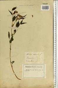 Lathyrus vernus (L.) Bernh., Eastern Europe, Central forest-and-steppe region (E6) (Russia)