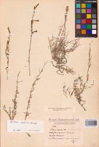 Silene supina M.Bieb., Eastern Europe, North Ukrainian region (E11) (Ukraine)