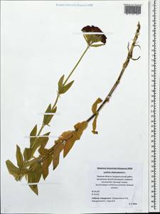 Silene chalcedonica (L.) E. H. L. Krause, Eastern Europe, North-Western region (E2) (Russia)
