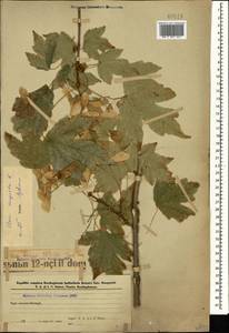 Acer campestre L., Caucasus, Azerbaijan (K6) (Azerbaijan)