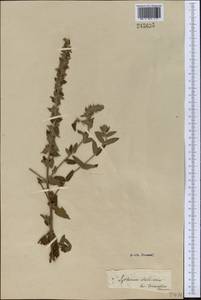 Lythrum salicaria L., Middle Asia, Kopet Dag, Badkhyz, Small & Great Balkhan (M1) (Turkmenistan)