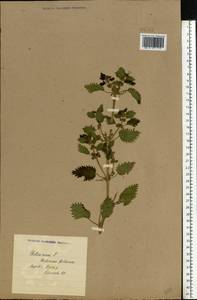 Urtica urens L., Eastern Europe, North Ukrainian region (E11) (Ukraine)