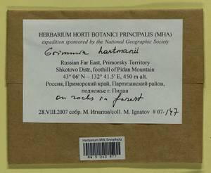 Grimmia hartmanii Schimp., Bryophytes, Bryophytes - Russian Far East (excl. Chukotka & Kamchatka) (B20) (Russia)