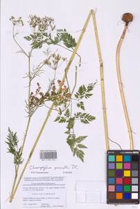 Chaerophyllum prescottii DC., Eastern Europe, Moscow region (E4a) (Russia)
