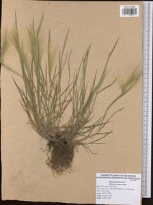 Hordeum jubatum L., Eastern Europe, Central region (E4) (Russia)