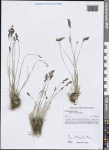 Poa attenuata Trin., Siberia, Altai & Sayany Mountains (S2) (Russia)