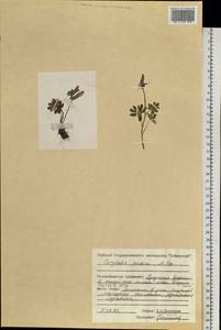 Corydalis arctica Popov, Siberia, Central Siberia (S3) (Russia)