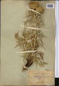Cirsium turkestanicum (Regel) Petr., Middle Asia, Pamir & Pamiro-Alai (M2)