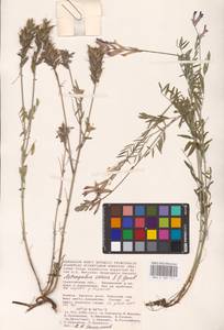 Astragalus varius S.G.Gmel., Eastern Europe, Lower Volga region (E9) (Russia)