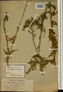 Lactuca quercina subsp. wilhelmsiana (Fisch. & C. A. Mey. ex DC.) Feráková, Caucasus, Georgia (K4) (Georgia)