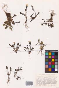 Crepis burejensis F.Schmidt, Siberia, Russian Far East (S6) (Russia)