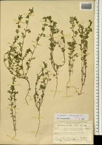 Euphorbia chamaesyce L., South Asia, South Asia (Asia outside ex-Soviet states and Mongolia) (ASIA) (Turkey)