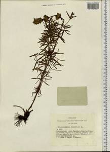 Dracocephalum ruyschiana L., Siberia, Altai & Sayany Mountains (S2) (Russia)