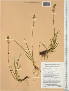 Narthecium ossifragum (L.) Huds., Western Europe (EUR) (United Kingdom)