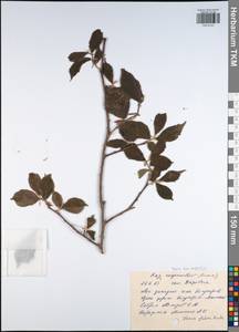 Ulmus glabra, Eastern Europe, Central region (E4) (Russia)