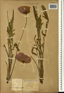 Papaver orientale var. paucifoliatum Trautv., Caucasus (no precise locality) (K0)