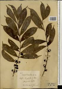 Coffea stenophylla G.Don, South Asia, South Asia (Asia outside ex-Soviet states and Mongolia) (ASIA) (Indonesia)