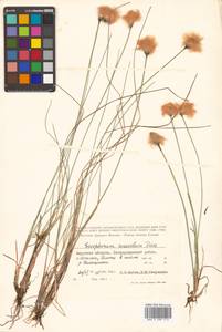 Eriophorum chamissonis C.A.Mey., Siberia, Russian Far East (S6) (Russia)