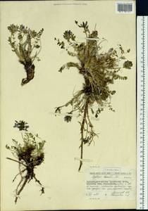 Oxytropis borealis, Siberia, Chukotka & Kamchatka (S7) (Russia)