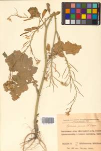 Brassica juncea (L.) Czern., Siberia, Russian Far East (S6) (Russia)