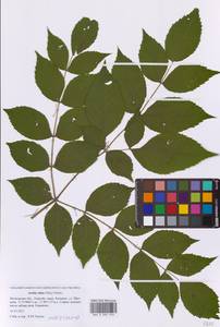 Aralia elata (Miq.) Seem., Eastern Europe, Moscow region (E4a) (Russia)