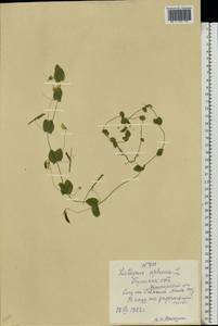Lathyrus aphaca L., Eastern Europe, Central region (E4) (Russia)