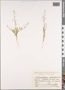 Sterigmostemum caspicum (Lam. ex Pall.) Kuntze, Caucasus, Azerbaijan (K6) (Azerbaijan)
