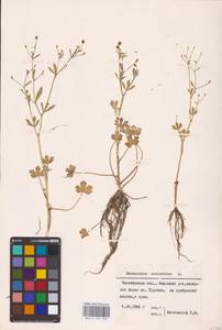 Ranunculus sceleratus L., Eastern Europe, Eastern region (E10) (Russia)
