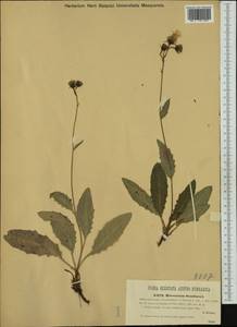 Hieracium caesium subsp. sendtneri (Gremli) Vollm., Western Europe (EUR) (Austria)