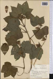 Gossypium barbadense L., America (AMER) (Cuba)