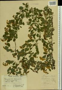 Spiraea ×vanhouttei (Briot) Zabel, Eastern Europe, South Ukrainian region (E12) (Ukraine)