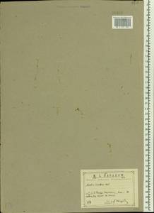 Montia fontana L., Eastern Europe, Central region (E4) (Russia)