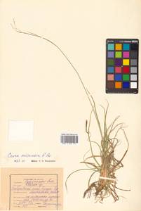 Carex fuliginosa Schkuhr, Siberia, Russian Far East (S6) (Russia)