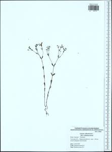 Linum catharticum L., Eastern Europe, Central region (E4) (Russia)