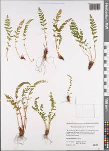 Woodsia asiatica Kiselev & Shmakov, Siberia, Russian Far East (S6) (Russia)