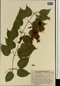 Pyrostegia venusta (Ker-Gawl.) Miers, South Asia, South Asia (Asia outside ex-Soviet states and Mongolia) (ASIA) (India)