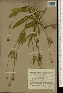 Cephalaria syriaca (L.) Schrad., South Asia, South Asia (Asia outside ex-Soviet states and Mongolia) (ASIA) (Israel)