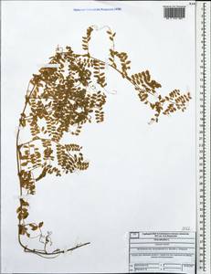 Vicia sylvatica L., Eastern Europe, Central forest region (E5) (Russia)